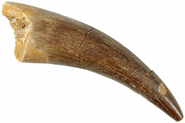 Fossil Plesiosaur (Zarafasaura) Tooth - Morocco #237605